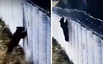 Proszę państwa, oto miś. Miś forsuje barierę dziś! (WIDEO)