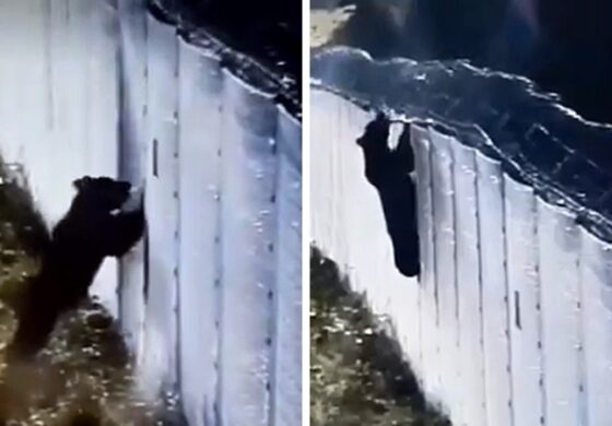 Proszę państwa, oto miś. Miś forsuje barierę dziś! (WIDEO)