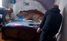 W mieście łoś wtargnął przez okno! I poszedł spać (WIDEO)