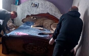 W mieście łoś wtargnął przez okno! I poszedł spać (WIDEO)
