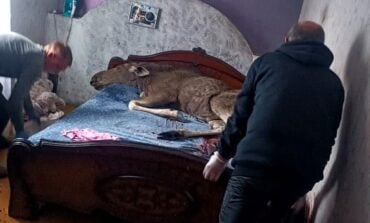 W mieście łoś wtargnął przez okno! I poszedł spać (WIDEO)