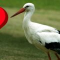 Fot: ubirds.by