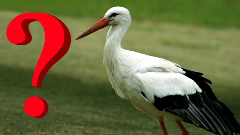 Fot: ubirds.by