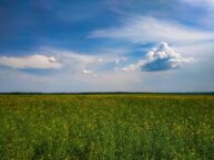 Ukraina zmieni politykę eksportową po zakończeniu swobodnego dostępu do rynku UE