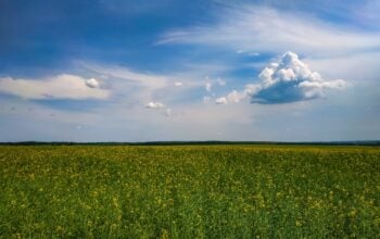 Ukraina zmieni politykę eksportową po zakończeniu swobodnego dostępu do rynku UE