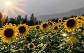 UE zliberalizowała import ważnych produktów rolnych z Ukrainy i Mołdawii