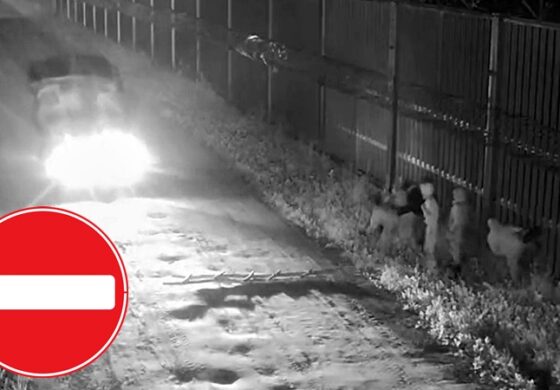 Ta plaga nie ma końca! Znów 520 prób wdarcia się z Białorusi