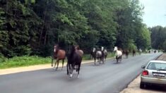 Operacja Galop Wolności – białoruskie mustangi nawiały z kołchozu! Ale… tylko prawym pasem (WIDEO)