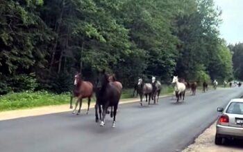 Operacja Galop Wolności - białoruskie mustangi nawiały z kołchozu! Ale... tylko prawym pasem (WIDEO)