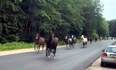 Operacja Galop Wolności - białoruskie mustangi nawiały z kołchozu! Ale... tylko prawym pasem (WIDEO)