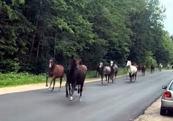 Operacja Galop Wolności - białoruskie mustangi nawiały z kołchozu! Ale... tylko prawym pasem (WIDEO)