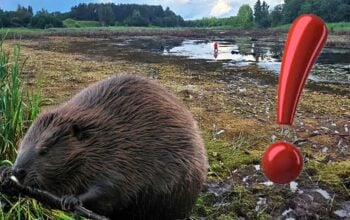 Na Białorusi zniknęło w nocy całe jezioro! Wczoraj jeszcze było...