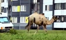 Imigranci przybyli własnym transportem? Feliks Wielbłądowicz reinkarnował? (WIDEO)