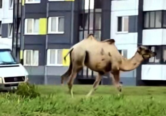 Imigranci przybyli własnym transportem? Feliks Wielbłądowicz reinkarnował? (WIDEO)