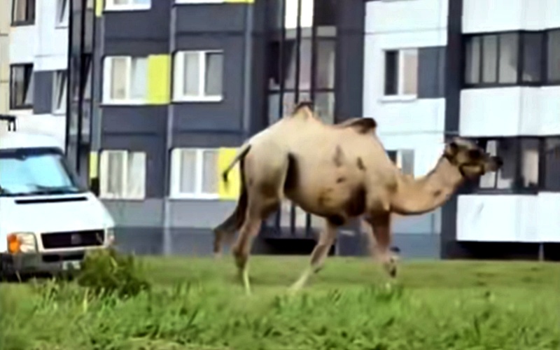 Imigranci przybyli własnym transportem? Feliks Wielbłądowicz reinkarnował? (WIDEO)