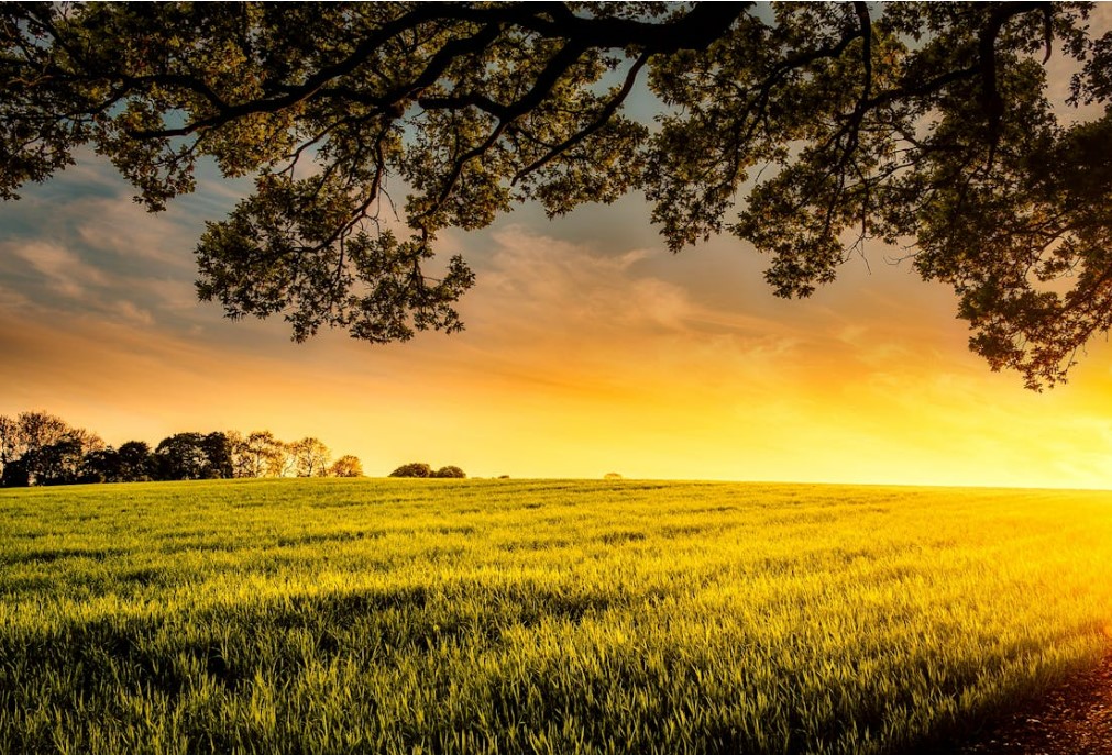 Umowa z Ukrainą grozi destabilizacją europejskich rynków rolnych. Jest sprzeciw 5 państw UE