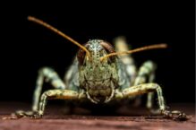 Kolejna plaga spadła na Ukrainę. Rój jak z apokalipsy nadciągnął ze Wschodu