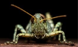 Kolejna plaga spadła na Ukrainę. Rój jak z apokalipsy nadciągnął ze Wschodu