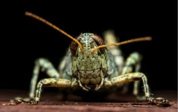 Kolejna plaga spadła na Ukrainę. Rój jak z apokalipsy nadciągnął ze Wschodu