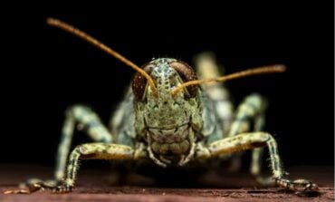 Kolejna plaga spadła na Ukrainę. Rój jak z apokalipsy nadciągnął ze Wschodu