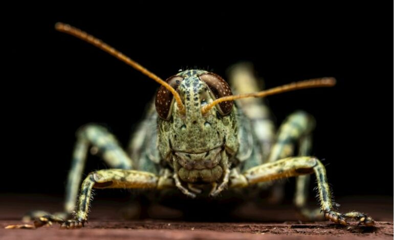 Kolejna plaga spadła na Ukrainę. Rój jak z apokalipsy nadciągnął ze Wschodu