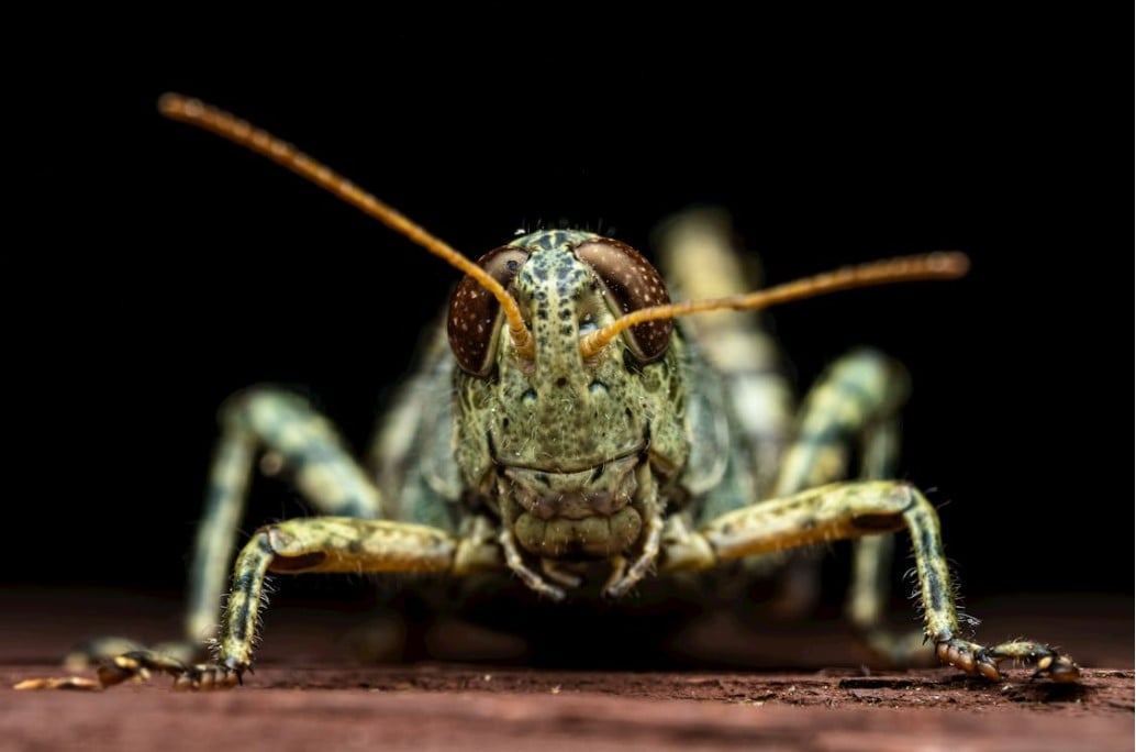 Kolejna plaga spadła na Ukrainę. Rój jak z apokalipsy nadciągnął ze Wschodu