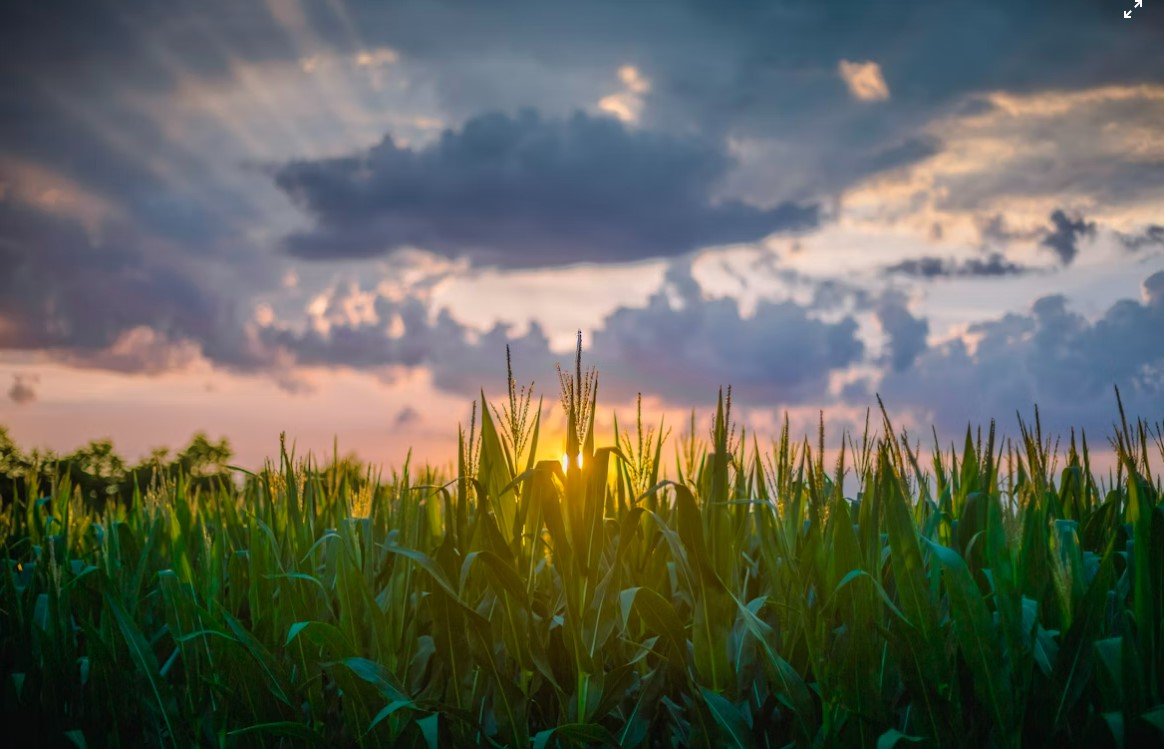 Niezidentyfikowany obiekt eksplodował w Lubelskiem! Krater na polu kukurydzy