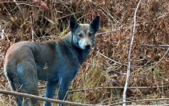 W okolicach Czarnobyla zauważono niebieskie psy