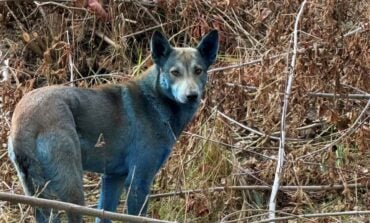 W okolicach Czarnobyla zauważono niebieskie psy