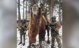 Tego jeszcze nie było. W ręce ukraińskich żołnierzy trafił zdobyczny wielbłąd (WIDEO)