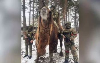 Tego jeszcze nie było. W ręce ukraińskich żołnierzy trafił zdobyczny wielbłąd (WIDEO)