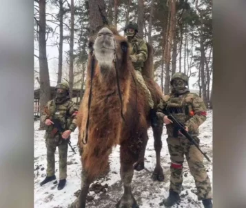 Tego jeszcze nie było. W ręce ukraińskich żołnierzy trafił zdobyczny wielbłąd (WIDEO)