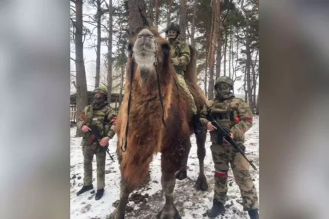 Tego jeszcze nie było. W ręce ukraińskich żołnierzy trafił zdobyczny wielbłąd (WIDEO)