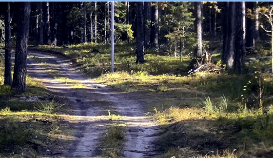 Spodziewali się migrantów, gdy nagle na ścieżce ...  (WIDEO)