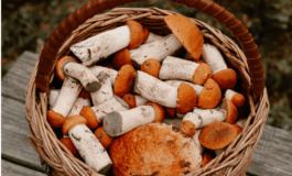 Tego unikaj! Toksyczne grzyby w lasach przy granicy z Ukrainą