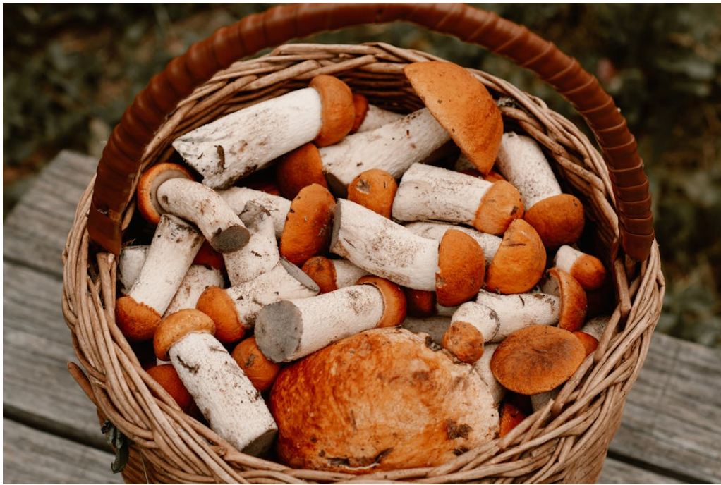 Tego unikaj! Toksyczne grzyby w lasach przy granicy z Ukrainą