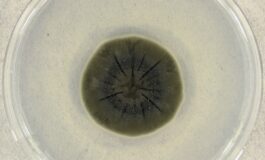 Pleśń z Czarnobyla może zrewolucjonizować przemysł kosmiczny