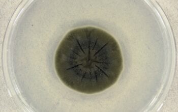 Pleśń z Czarnobyla może zrewolucjonizować przemysł kosmiczny