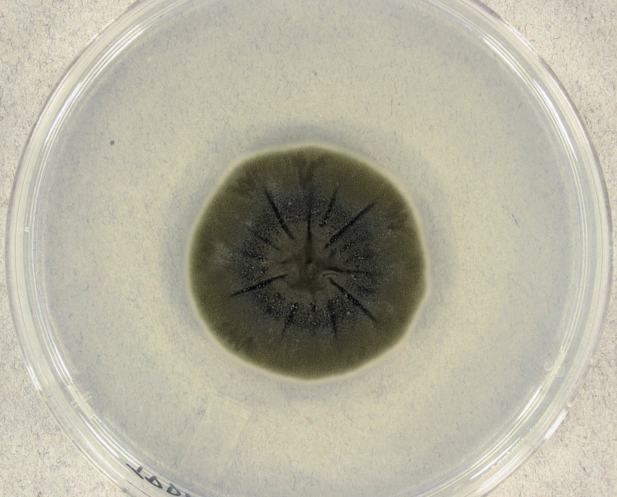Cladosporium sphaerospermum