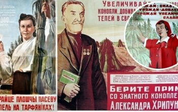 Kołchoźniku, poszerzaj uprawy konopi! Wsadzą babcię za "ziółka do herbatki"