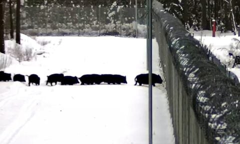 Pani świnia bez paszportu? Stop, bariera! (WIDEO)