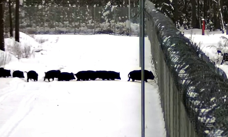 Pani świnia bez paszportu? Stop, bariera! (WIDEO)