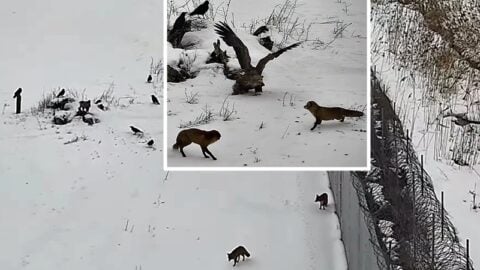 Zwierzęce starcie “polityczne” przy barierze granicznej! (WIDEO)