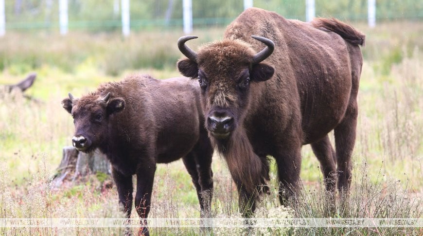 Populacja żubrów w Puszczy Białowieskiej wzrosła