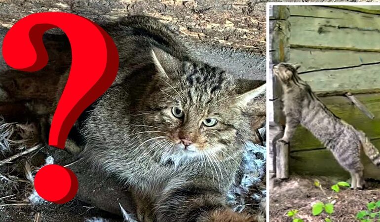 Inwazja dzikich kotów-mutantów! Idą z Czarnobyla. Schwytany... zniknął (WIDEO)