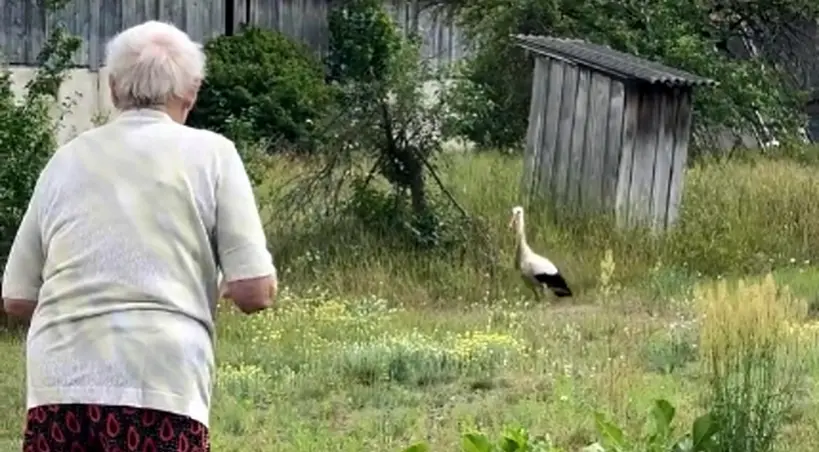 babcia ratuje bociana