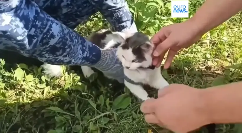 kot przemytnik