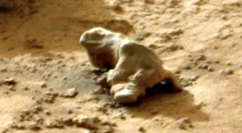 Iguana na Marsie