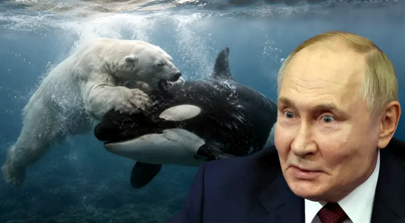 Putin: orki pożerają niedźwiedzie
