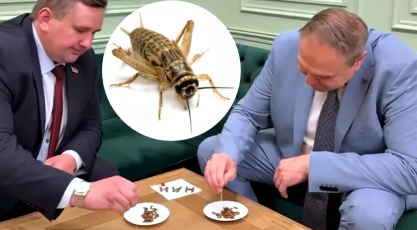 degustacja swierszczy